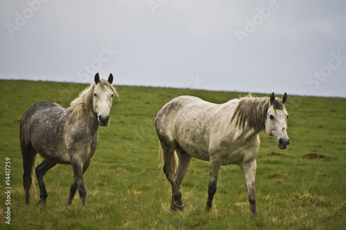 White horse