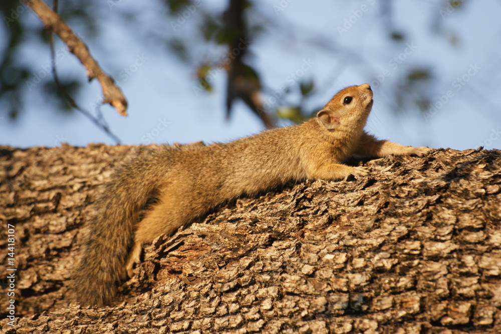 Obraz premium SONY DSC