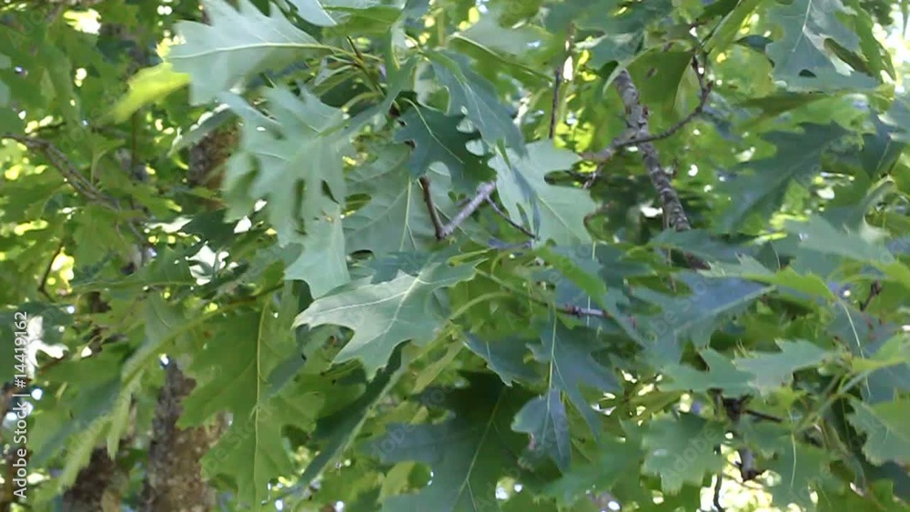 a l'ombre des feuilles de chêne 2 a l'ombre des feuilles de chêne 2