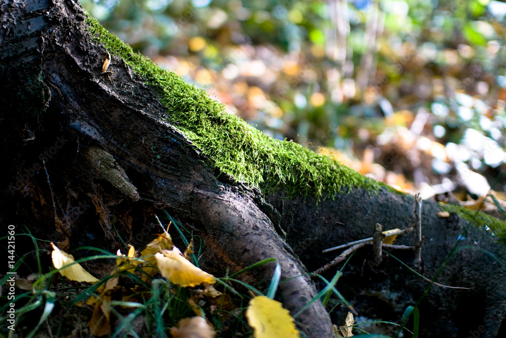 Fototapeta premium Wurzel