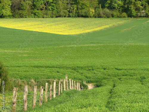 Campagne verdoyante et fertile photo
