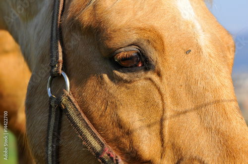 Pferd -  Auge © lofik