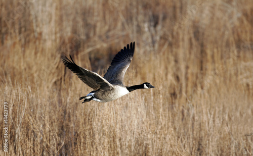 Migrating Canada Goose in Autumn