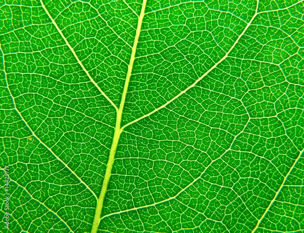 Leaf surface Leaf surface