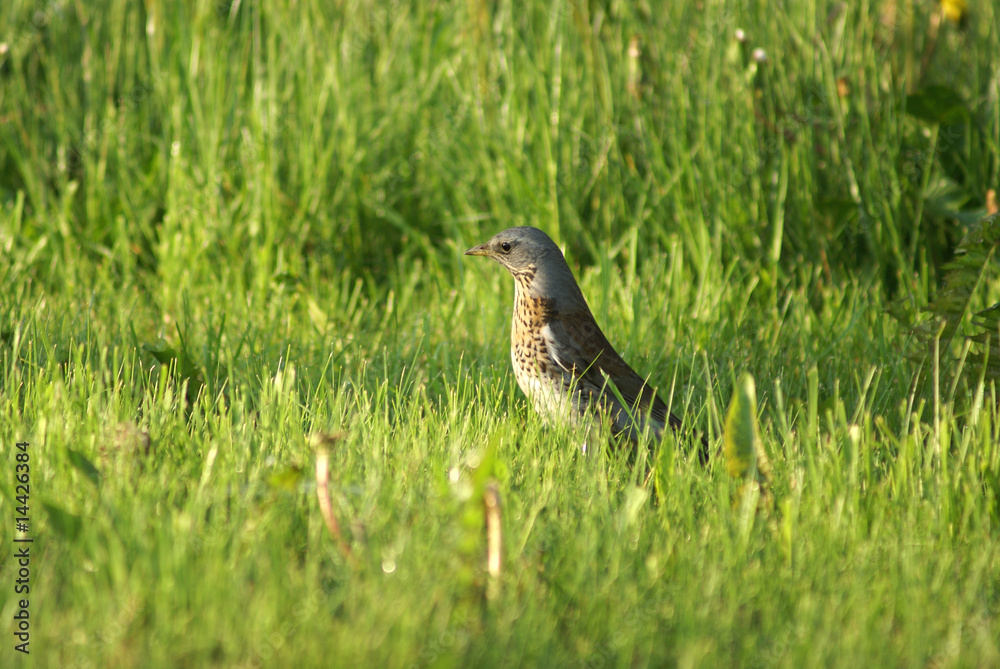 Obraz premium Starling