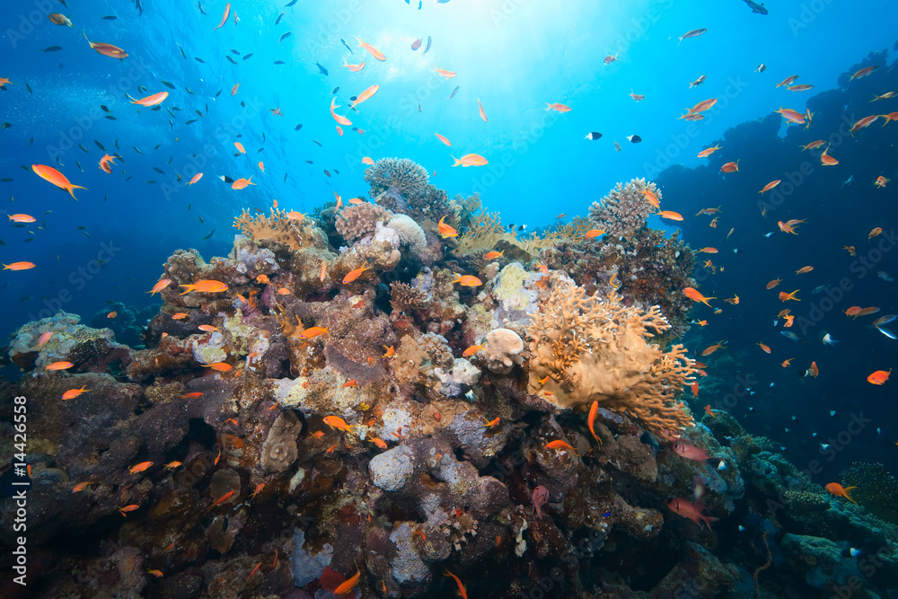 Fototapeta premium ocean, fish and coral