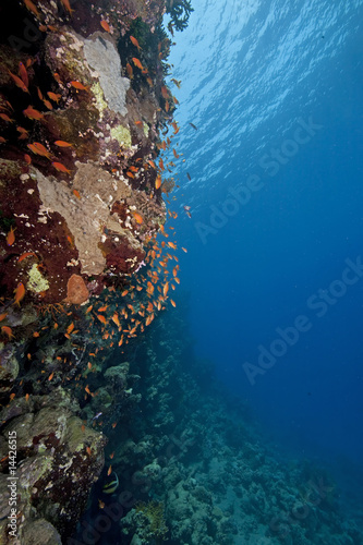 ocean, fish and coral © stephan kerkhofs