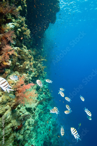 ocean  fish and coral