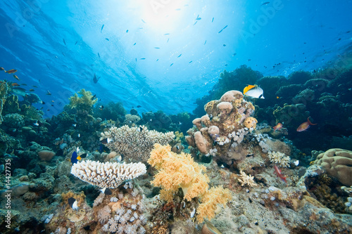 Fototapeta Naklejka Na Ścianę i Meble -  ocean, fish and coral