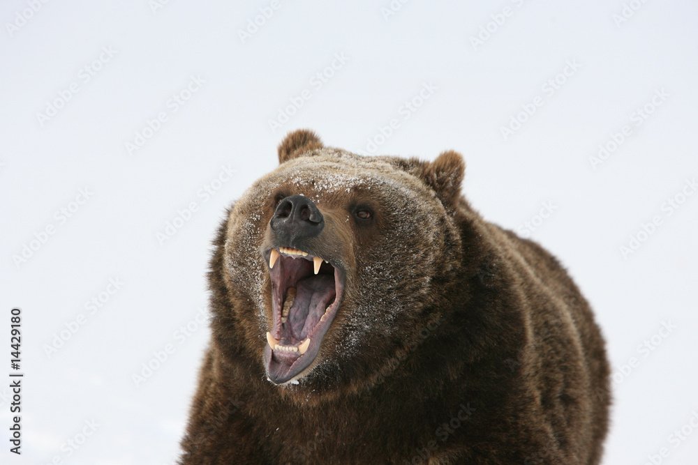 Grizzly Bear Growling - obrazy, fototapety, plakaty 