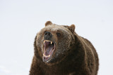 Grizzly Bear Growling