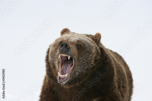 Grizzly Bear Growling