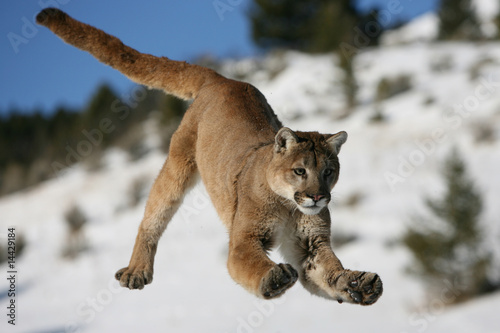 Mountain Lion jumping