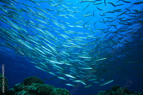 Shoal of Yellowtail Barracuda and Coral Reef