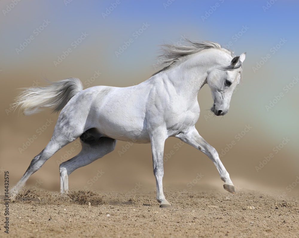 white horse stallion runs gallop in dust desert, collage paint