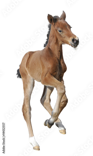 Newborn foal isolated on white