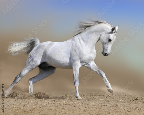 Fototapeta white horse stallion runs gallop in dust desert, collage paint