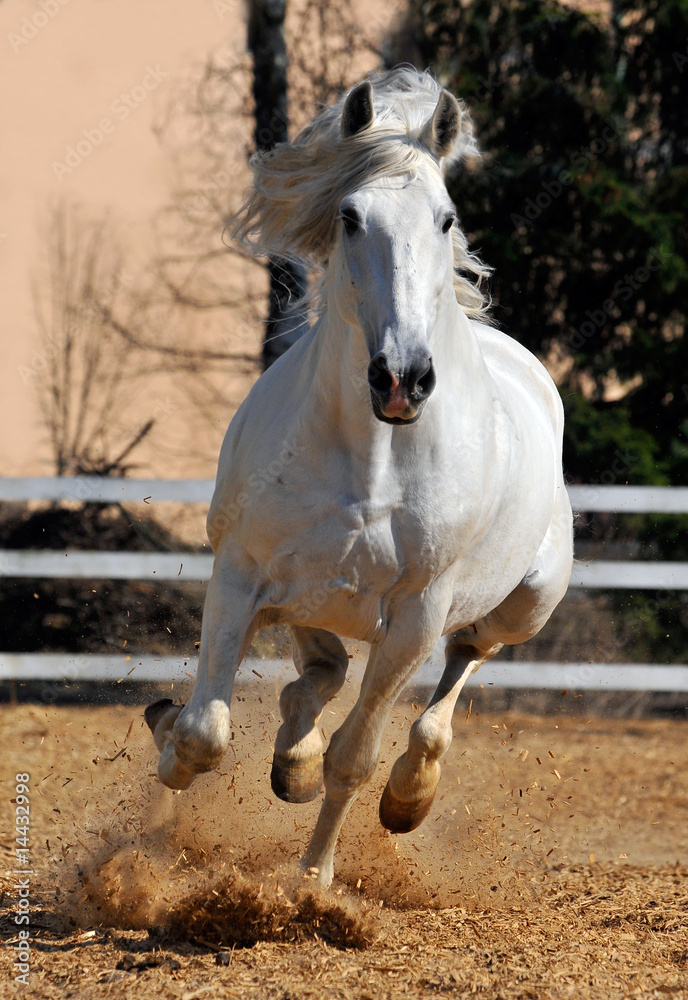 Obraz premium white horse running gallop