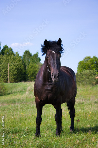 horse on the meadow © Aleksas Kvedoras