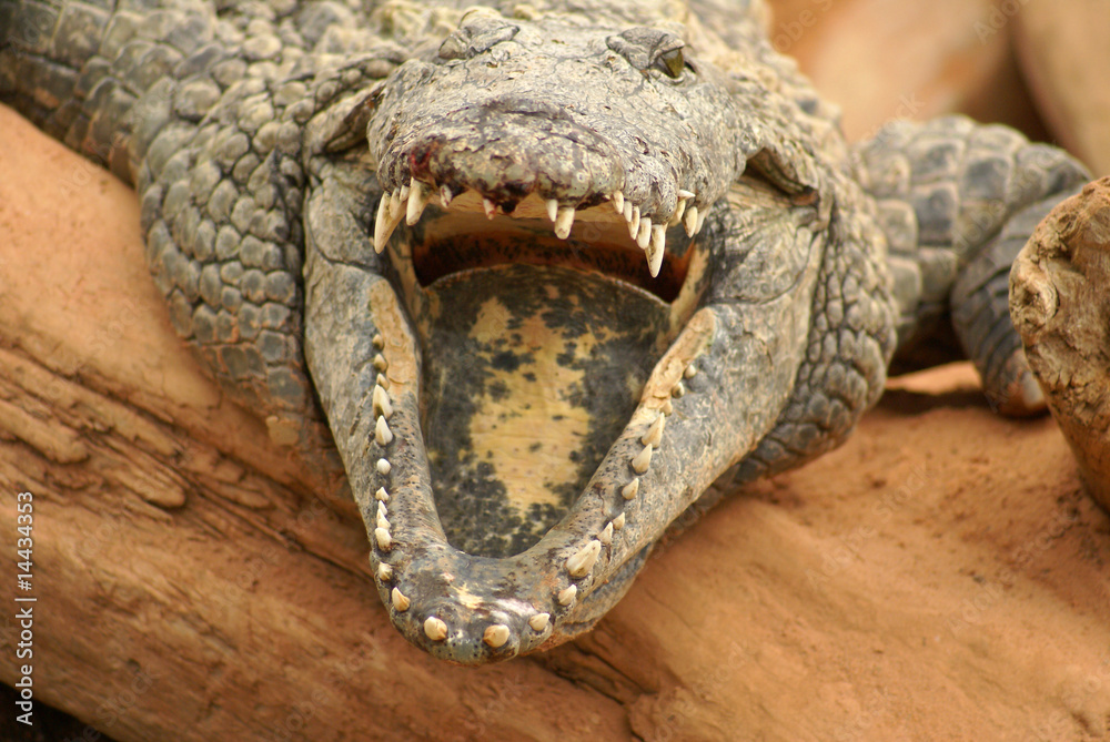 Obraz premium krokodyle