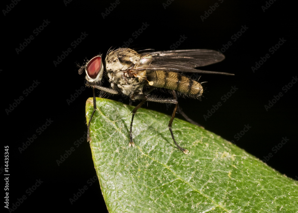 Naklejka premium Fliege