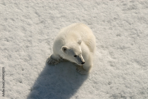 Polar bear cub, Franz Josef Land, Russia photo