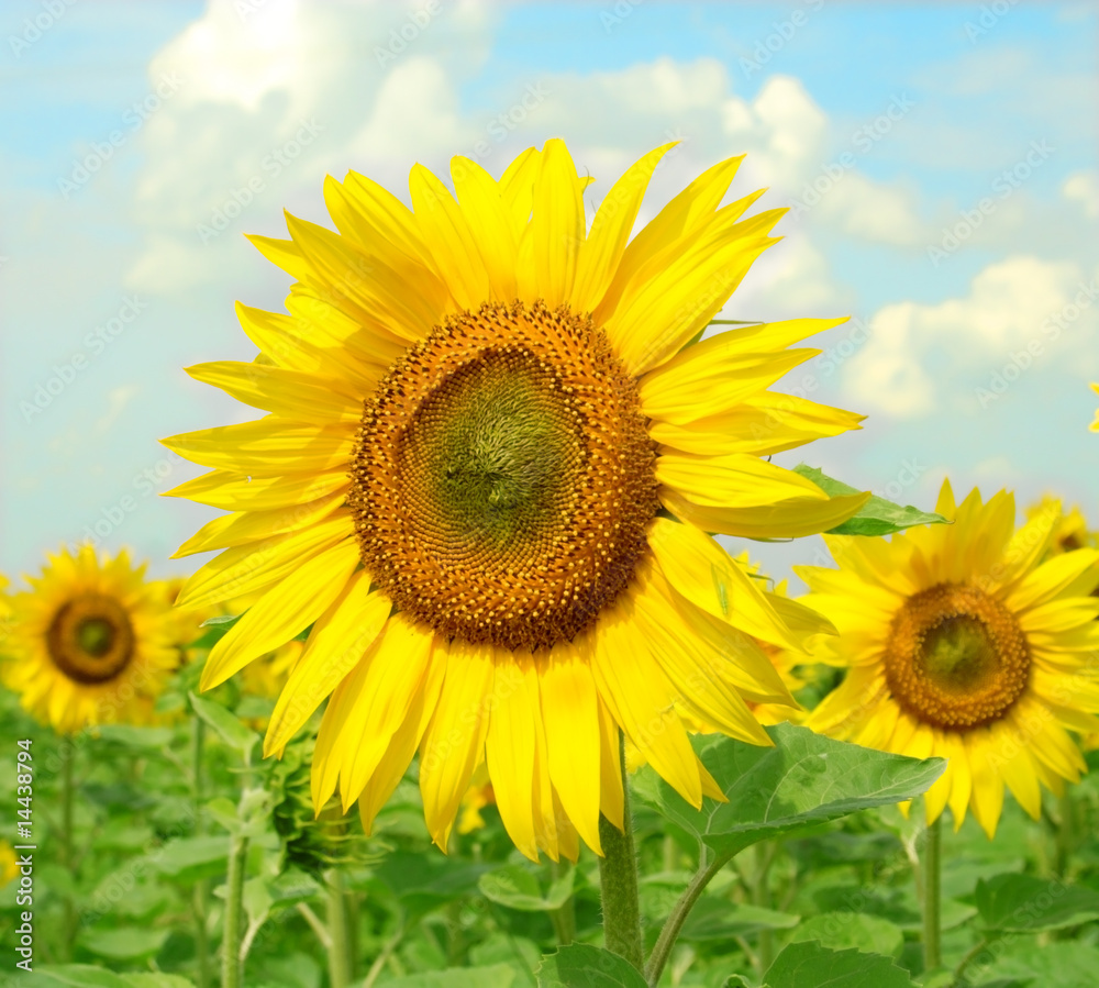 sunflower over the blue sky