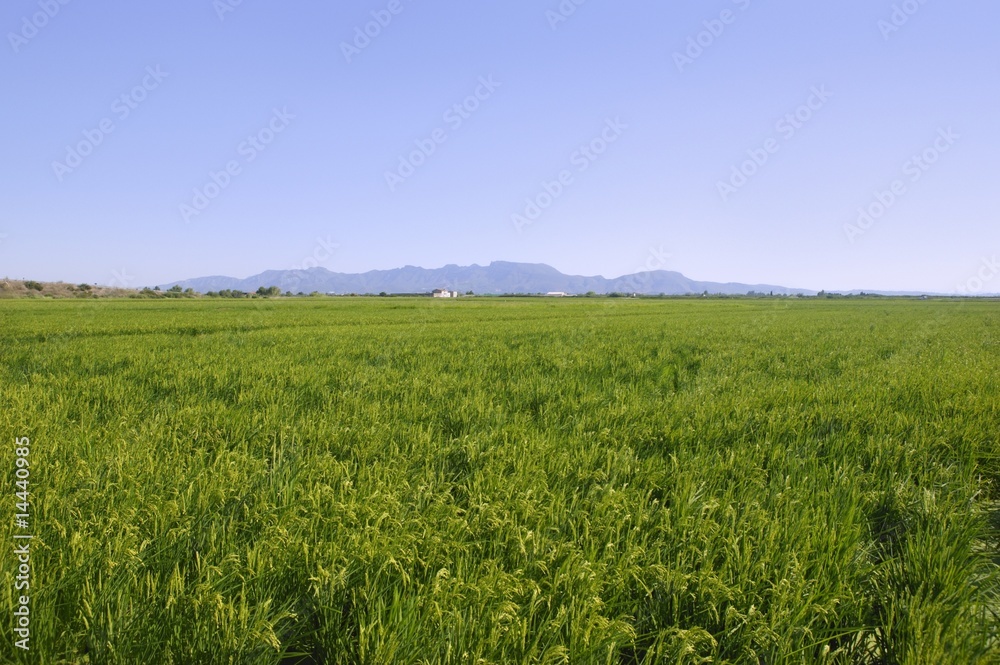 Rice cereal green fields Rice cereal green fields