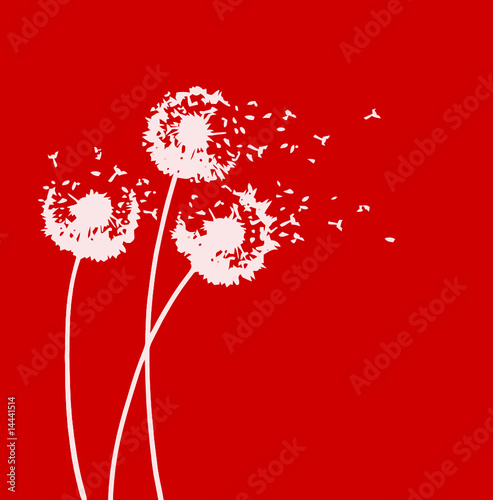 WHITE DANDELIONS ON RED BACKGROUIND