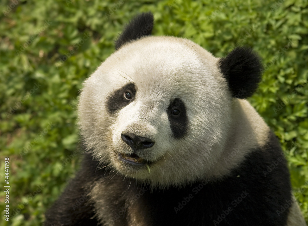 Giant Panda Giant Panda
