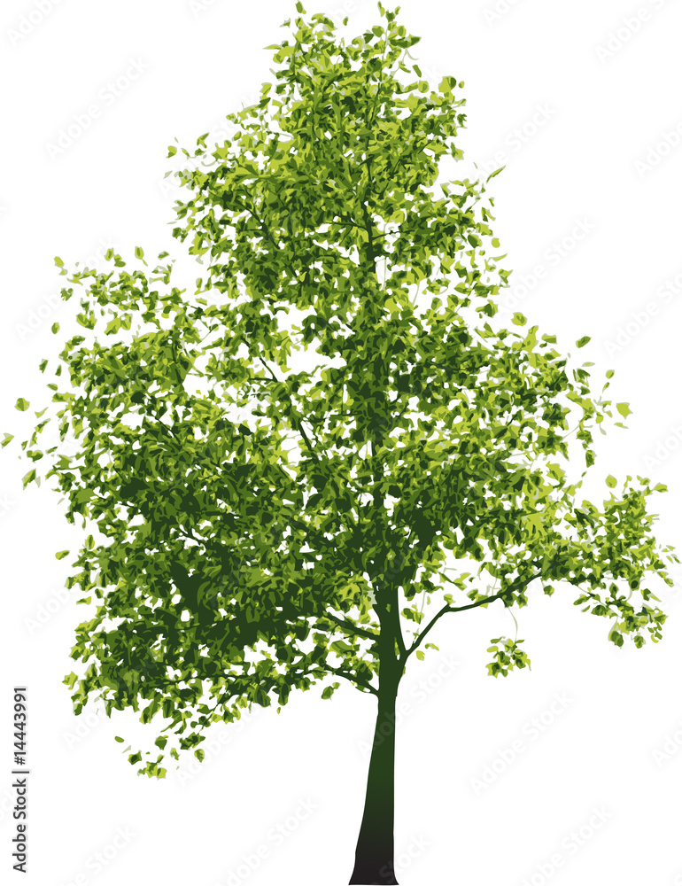Obraz premium Vector green tree..
