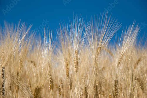 Spighe di grano al cielo photo