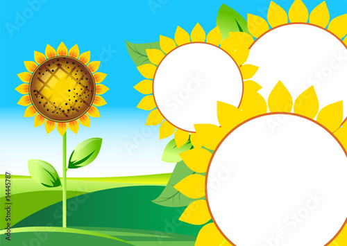 Vector illustration of beautiful sunflower. Summer landscape