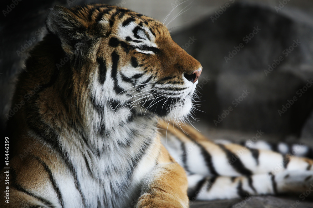 Fototapeta premium Handsome tiger resting