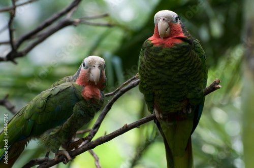 Two red-necked parrots