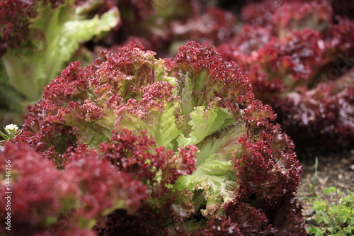 野菜　（リーフレタス）