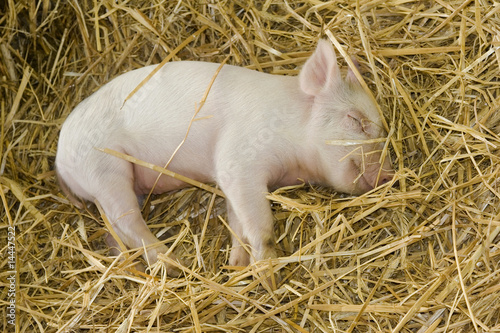 Piglet