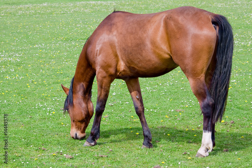 Brown horse on pasture