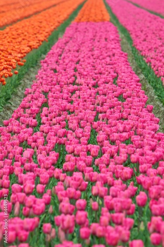 Field of the tulips