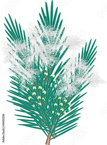 Tea Trea Fern