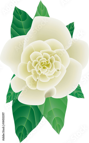 Gardenia Flower