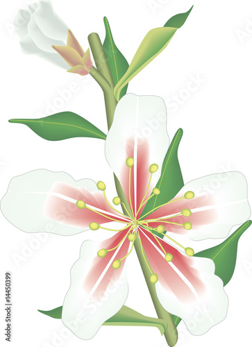 Almond Flower
