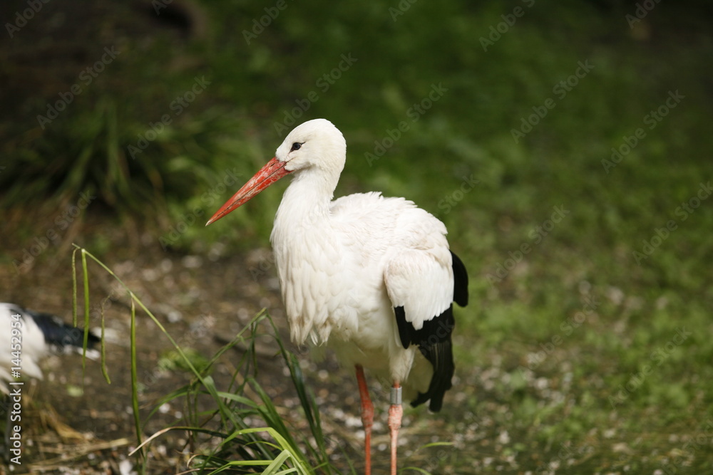 Cigogne au repos