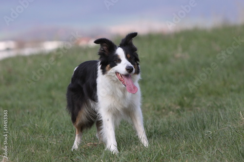 Border Collie