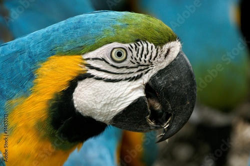 Ara bleu