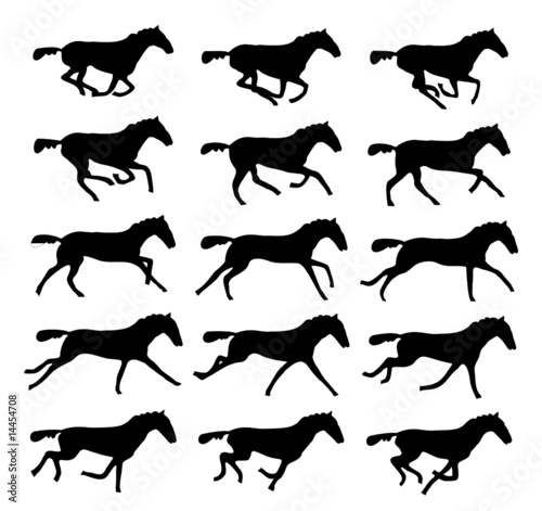 Galop : séquence (x15) - Gallop : sequence (x15)