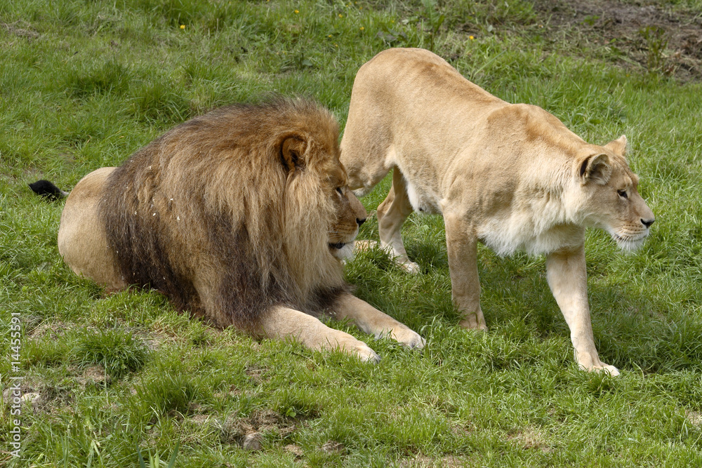 Naklejka premium lion et lionne