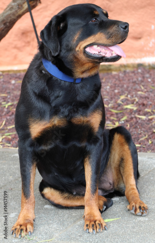 chienne assise