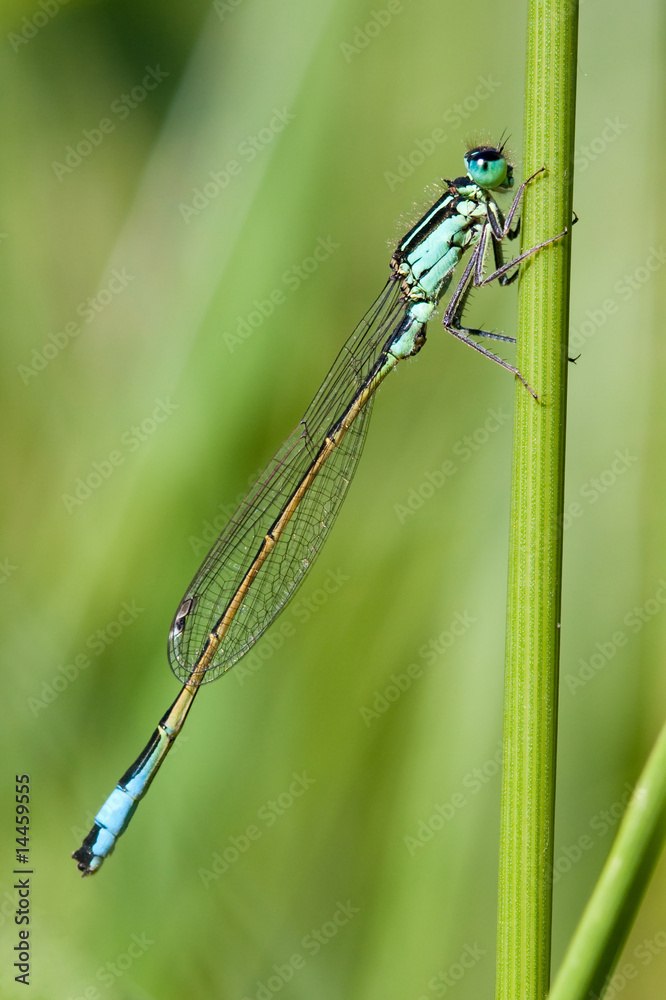 libellule agrion insecte volant nature tige macro mâle libellule agrion insecte volant nature tige macro mâle
