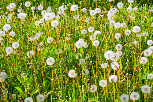 Fading dandelions